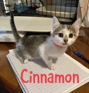 A baby small-sized female Domestic Short Hair cat named Cinnamon for adoption in Ruskin, FL