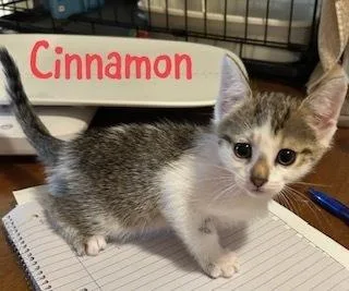 Cinnamon thumbnail 2
