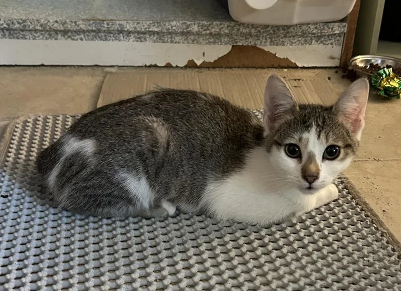 Cinnamon thumbnail 3