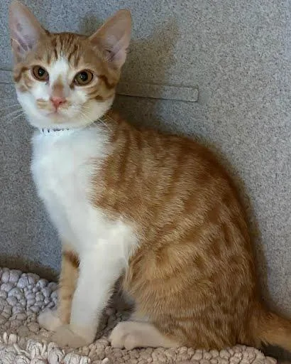 A baby medium-sized male Domestic Short Hair cat named Frankie for adoption in Washington, DC