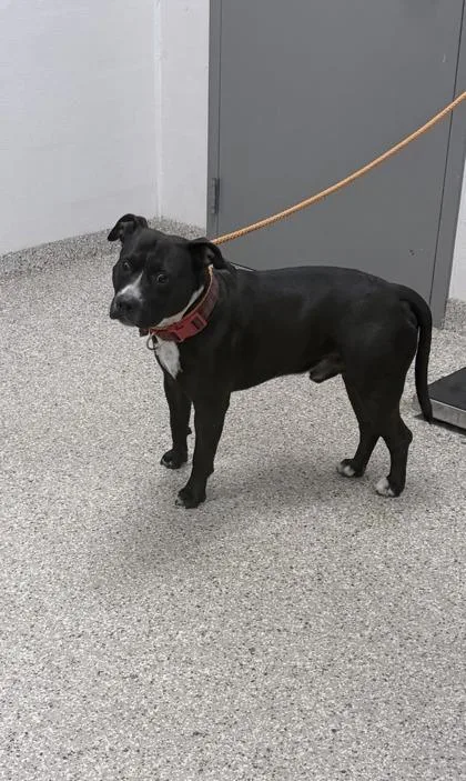 An adult medium-sized male Terrier dog named Bolt for adoption in Gastonia, NC