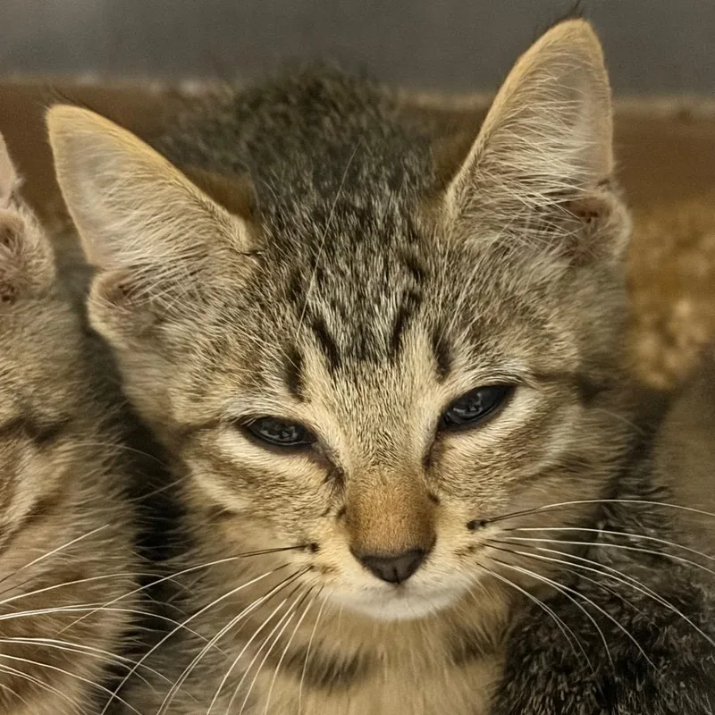 A baby small-sized male Gray / Blue / Silver Domestic Short Hair cat named Echo for adoption in Lake Jackson, TX