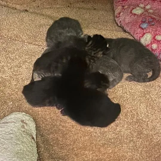 A baby small-sized male Gray / Blue / Silver Domestic Short Hair cat named Early for adoption in Blairsville, GA