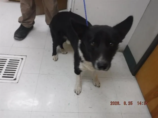 An adult medium-sized male Cardigan Welsh Corgi dog named Cash for adoption in Oroville, CA
