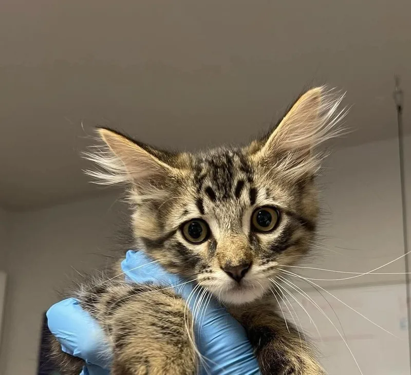 A baby medium-sized male Domestic Medium Hair cat named Jacobs for adoption in Bolivar, MO