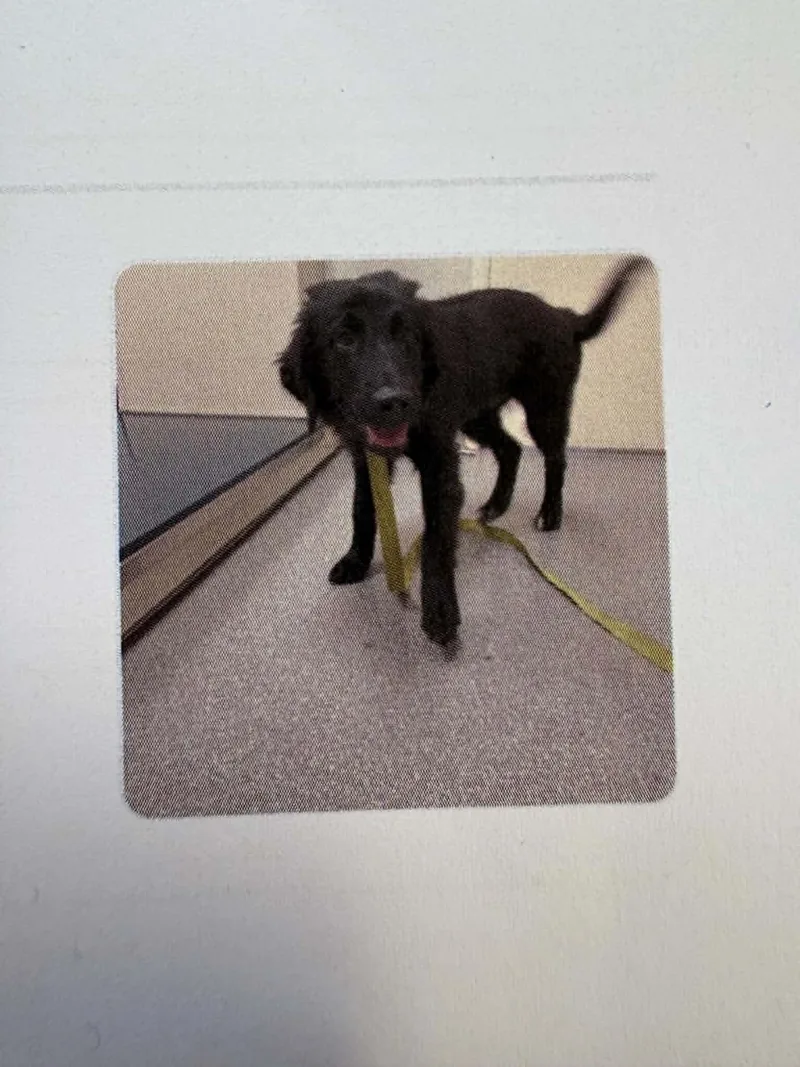 A baby large-sized male Black Labrador Retriever dog named Flint for adoption in Georgetown, OH