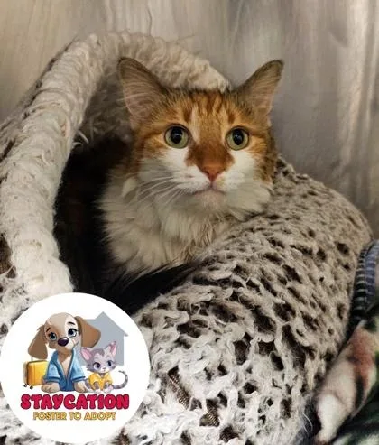 An adult small-sized female Domestic Medium Hair cat named Millie for adoption in Phoenix, AZ