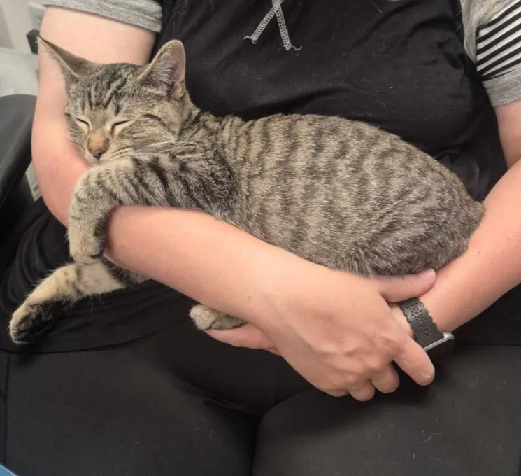 A baby medium-sized female Tabby (Buff / Tan / Fawn) Domestic Short Hair cat named Dumpling for adoption in Santa Ana, CA