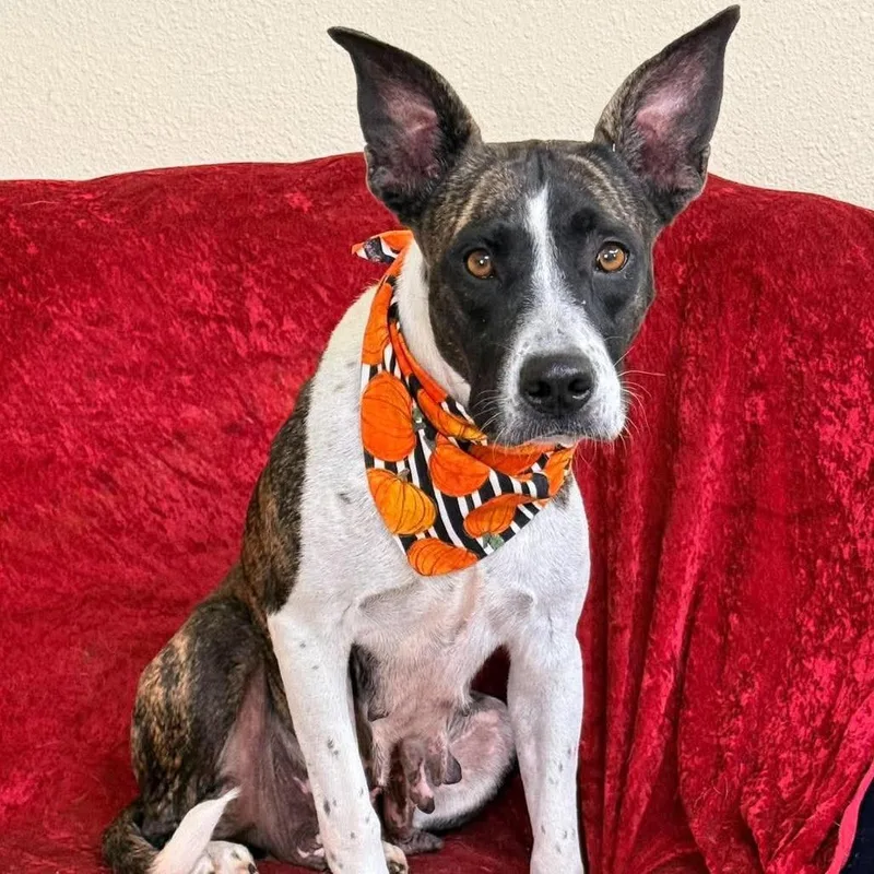An adult medium-sized female Brindle Collie dog named Yolanda for adoption in Weatherford, TX