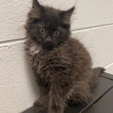 A baby small-sized male Black Domestic Long Hair cat named Knight for adoption in Dayton, OH