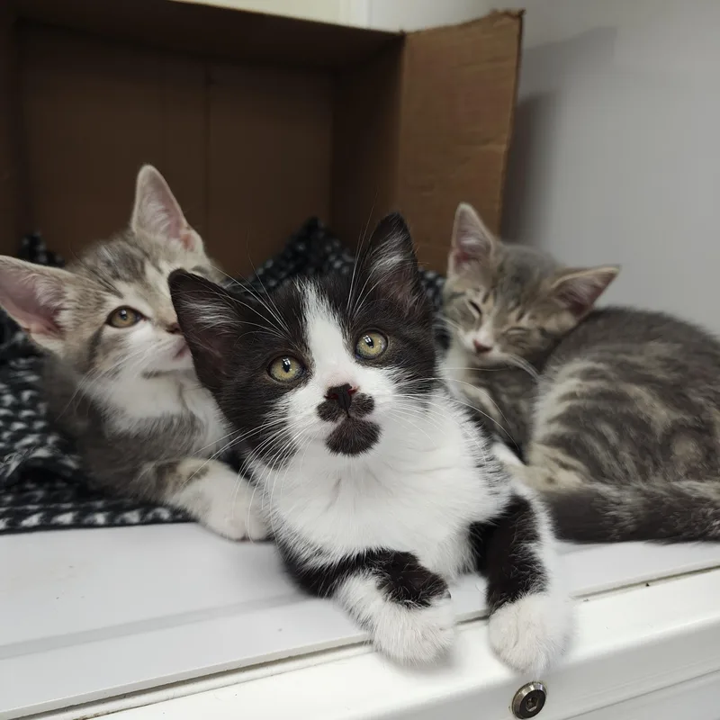A baby small-sized female Black & White / Tuxedo Domestic Short Hair cat named Annie for adoption in Oconto, WI