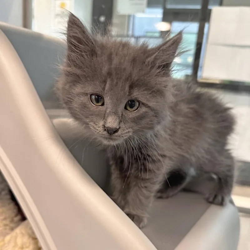 A baby small-sized male Gray / Blue / Silver Domestic Long Hair cat named Finch for adoption in Hailey, ID