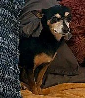 Papi Chulo thumbnail 2