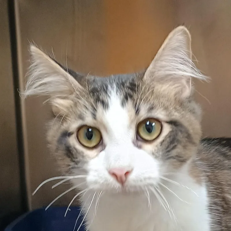 A young small-sized male Domestic Medium Hair cat named Boxton for adoption in Palestine, TX