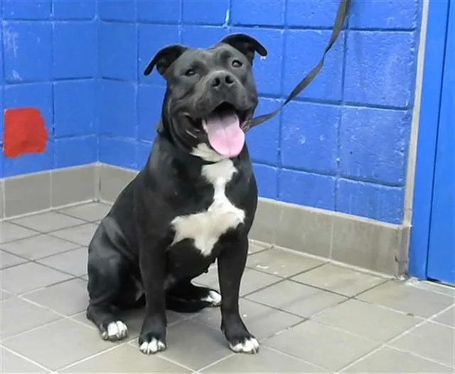 A young medium-sized female American Staffordshire Terrier dog named Lollie for adoption in Albuquerque, NM