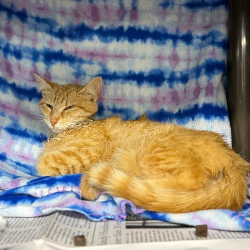A young small-sized female Orange / Red Domestic Short Hair cat named Scotch for adoption in Pauls Valley, OK