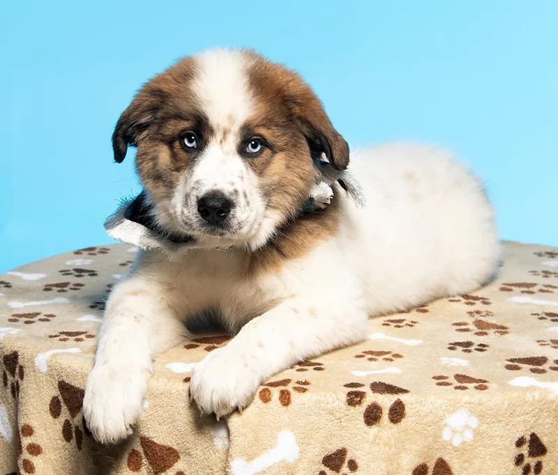 A baby large-sized female White / Cream Great Pyrenees dog named Darja for adoption in Cookeville, TN