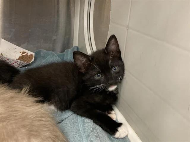 A baby small-sized male Domestic Short Hair cat named Midnight for adoption in Tustin, CA