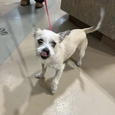 An adult small-sized female Yellow / Tan / Blond / Fawn Mixed Breed dog named Honey for adoption in Winston Salem, NC