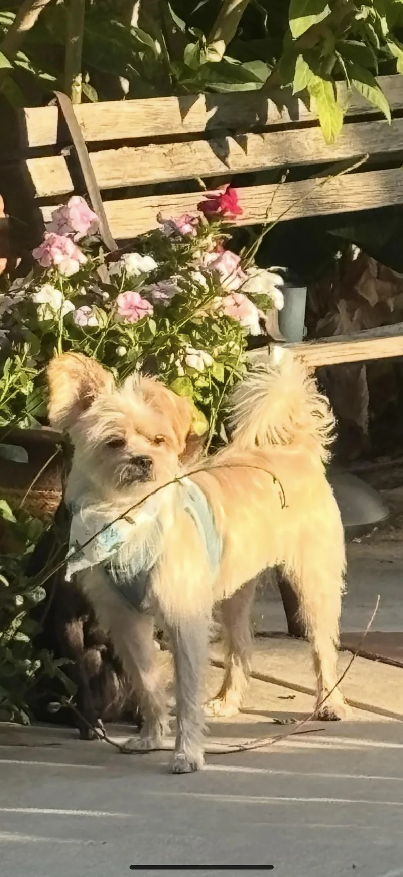 Luke  The Darling thumbnail 2