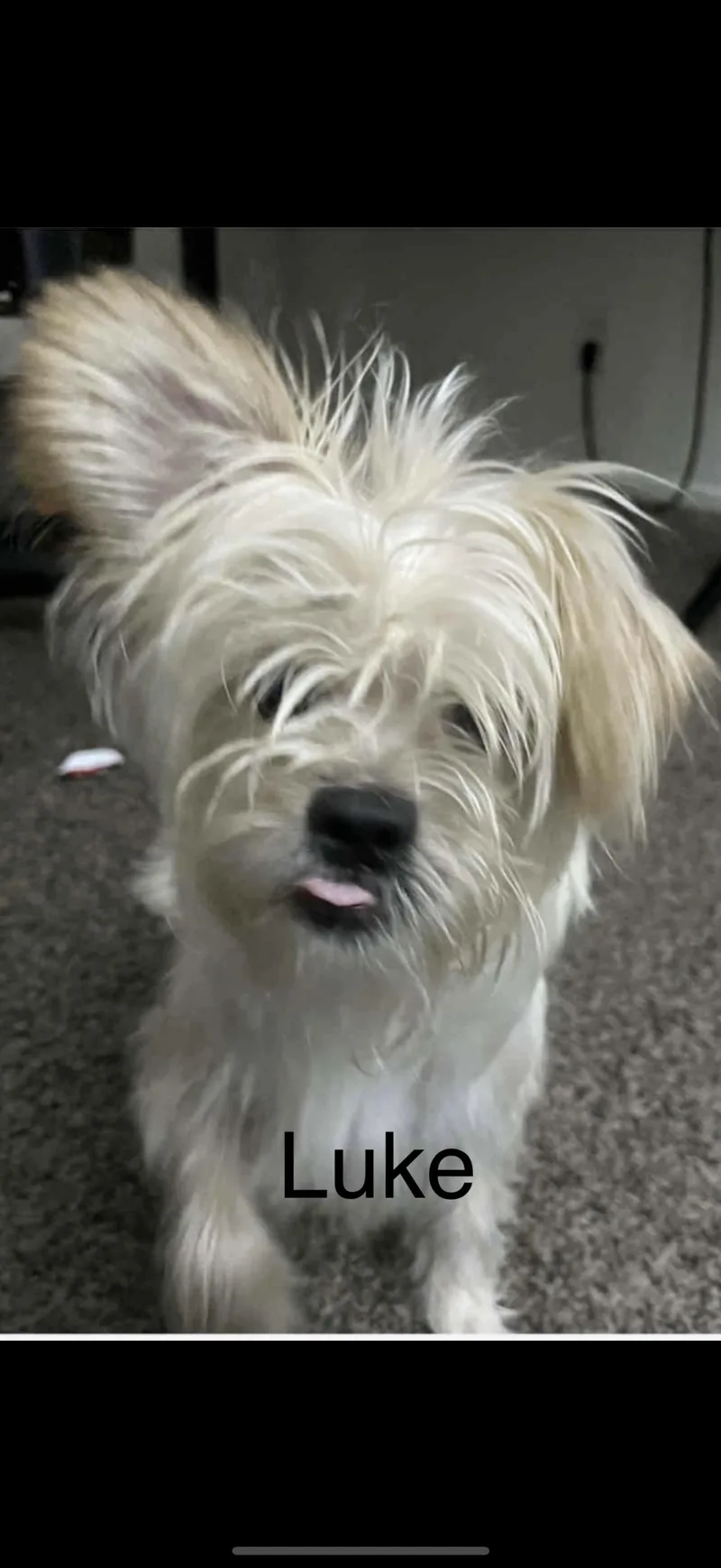 Luke  The Darling thumbnail 3