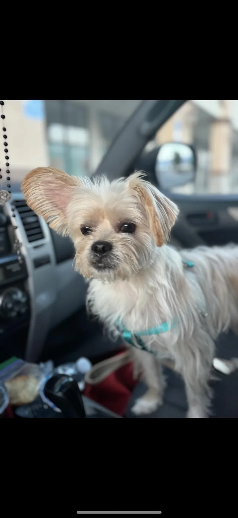 Luke  The Darling thumbnail 4