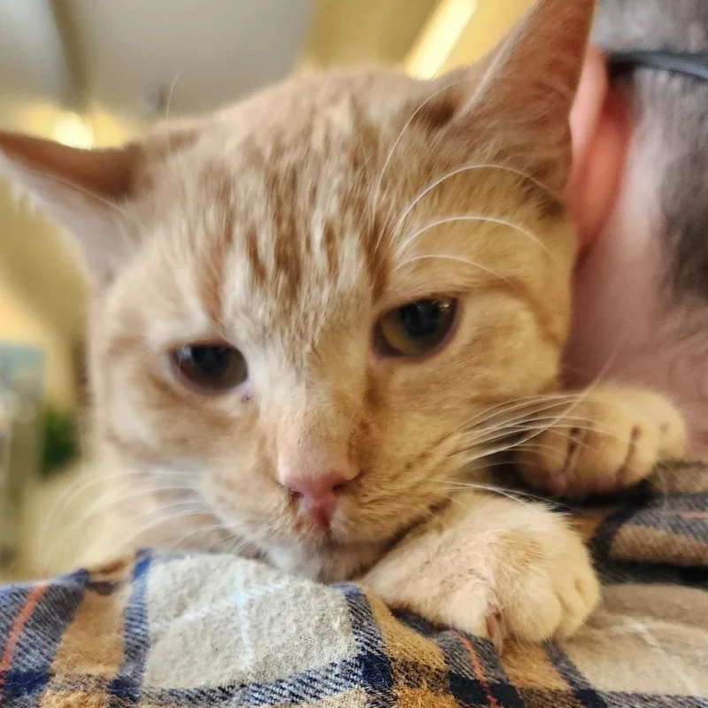 A young small-sized female Orange / Red Domestic Short Hair cat named Garfield for adoption in Toledo, OH
