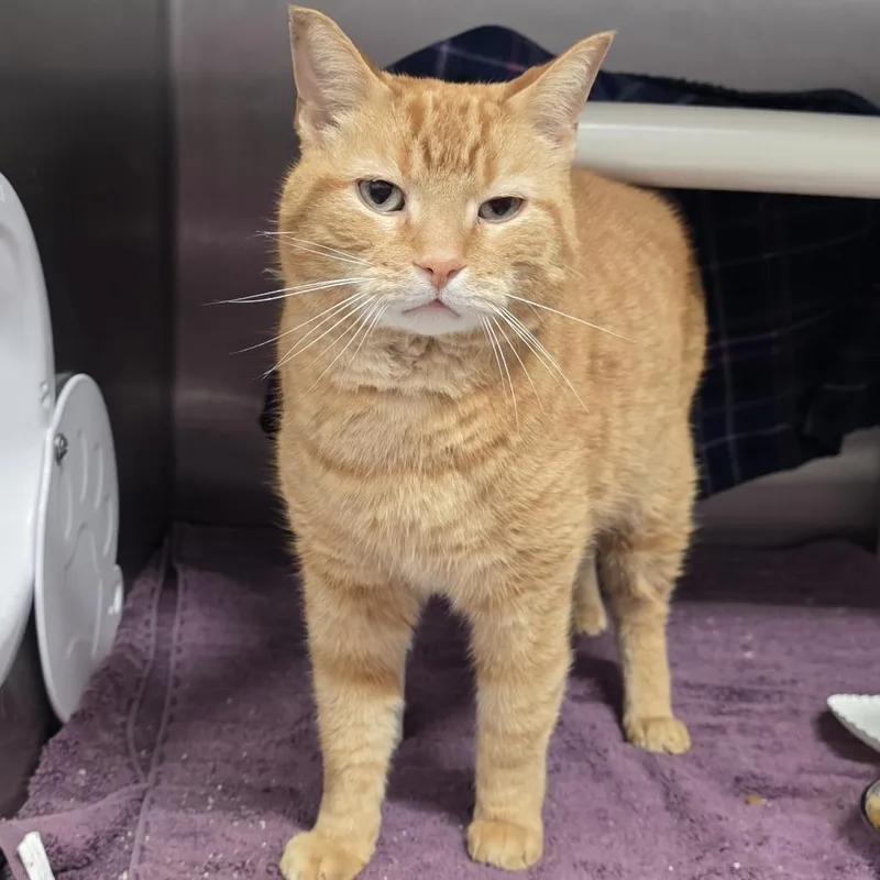 A senior medium-sized male Buff / Tan / Fawn Domestic Short Hair cat named Kip for adoption in Fort Wayne, IN