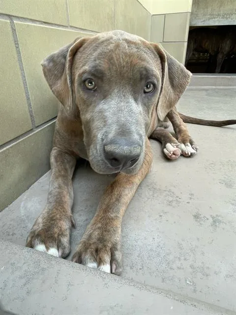 A young medium-sized male Pit Bull Terrier dog named Bronco for adoption in Riverside, CA