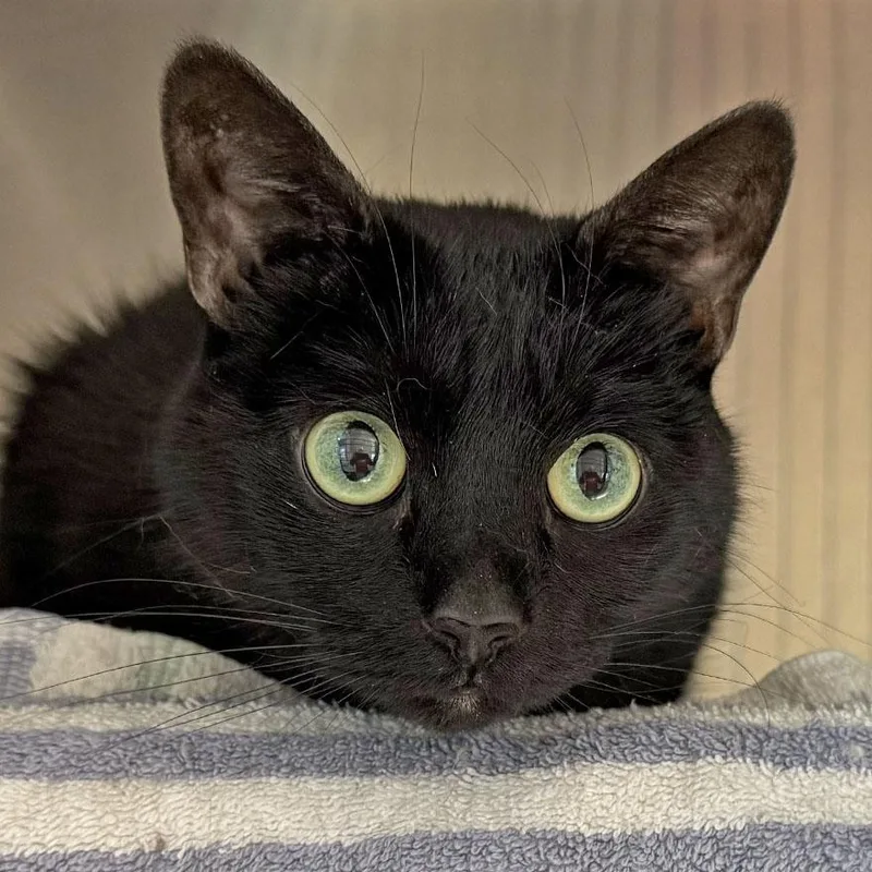 An adult medium-sized female Black Domestic Short Hair cat named Nina for adoption in East Falmouth, MA