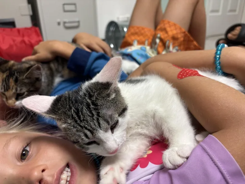 A baby medium-sized male Tabby cat named Rocky for adoption in Frederick, MD