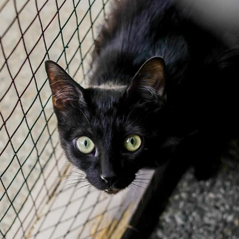 A young small-sized female Black Domestic Short Hair cat named Ada for adoption in Los Angeles, CA