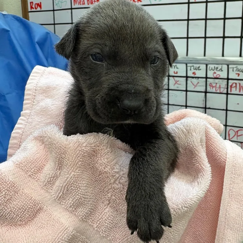 A baby small-sized male Gray / Blue / Silver Mixed Breed dog named Cocoa for adoption in Auburn, AL
