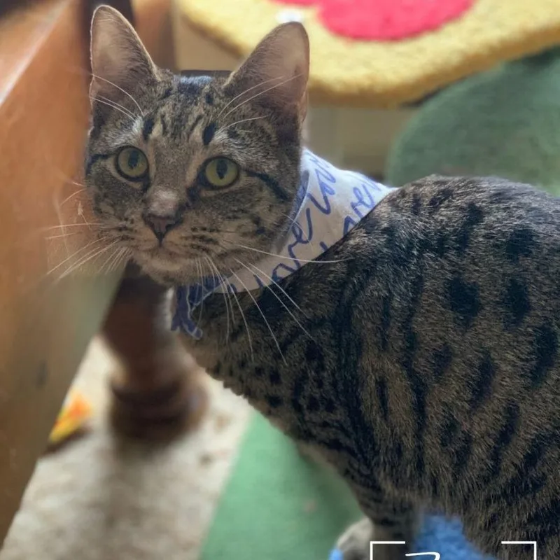 Catalina thumbnail 2