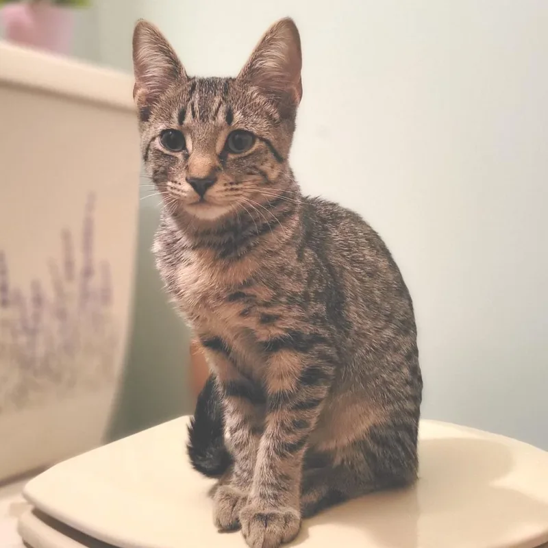 Catalina thumbnail 3