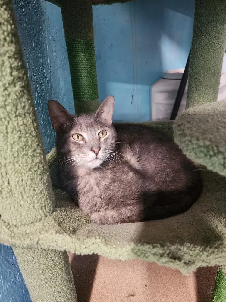 An adult large-sized male Gray / Blue / Silver Domestic Short Hair cat named Larry for adoption in Troy, AL