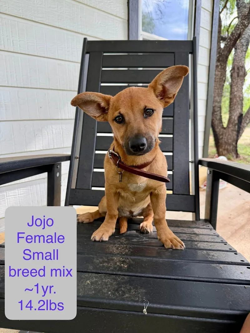 A young small-sized female Dachshund dog named Jojo for adoption in Winter, WI