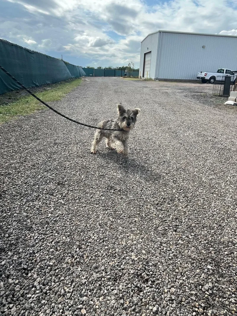 An adult small-sized female Yorkshire Terrier dog named Jenna for adoption in Minneapolis, MN