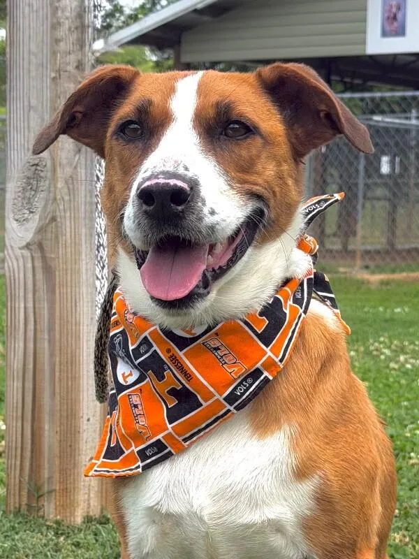 Beowoof thumbnail 5