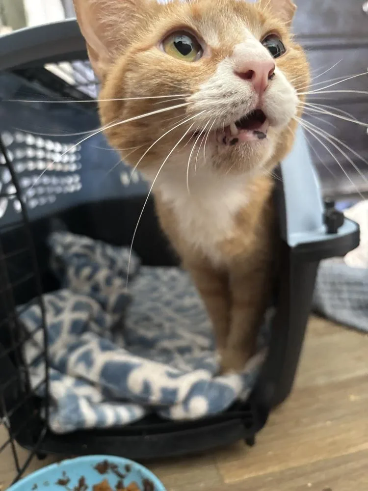 An adult medium-sized female Orange & White Domestic Short Hair cat named Princess Pepper for adoption in Salisbury, NC