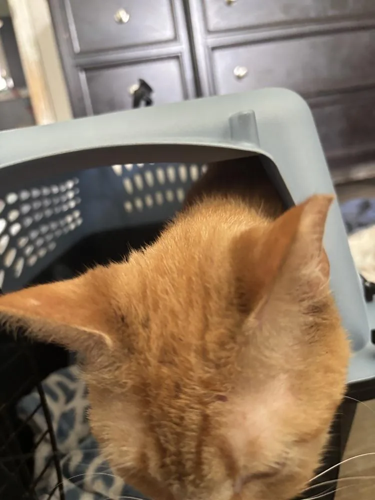 Princess Pepper thumbnail 2