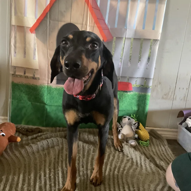 An adult medium-sized female Bicolor Black and Tan Coonhound dog named Halo for adoption in Coahoma, TX