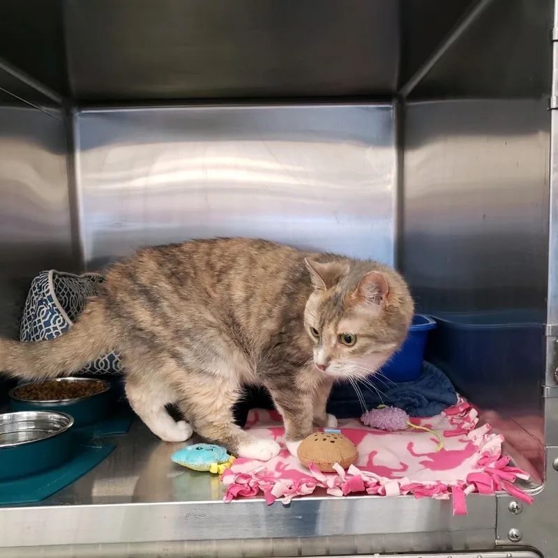 An adult medium-sized female Tortoiseshell Domestic Short Hair cat named Regina George for adoption in Hamburg, NY