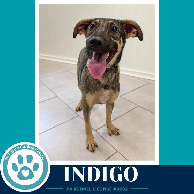 A young large-sized male Shepherd dog named Indigo for adoption in Kimberton, PA