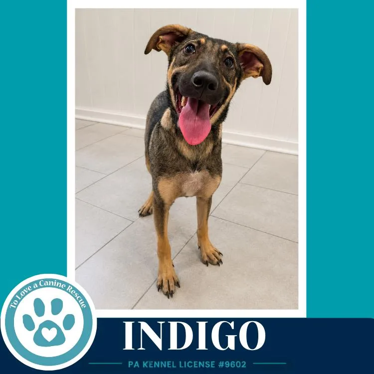 Indigo thumbnail 2