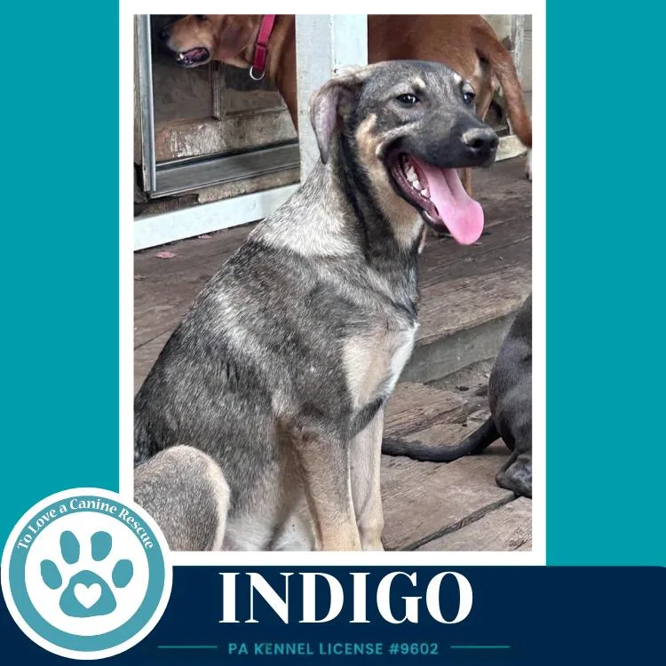 Indigo thumbnail 3