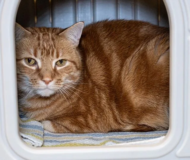 An adult medium-sized male Domestic Short Hair cat named Charlie for adoption in Boston, MA