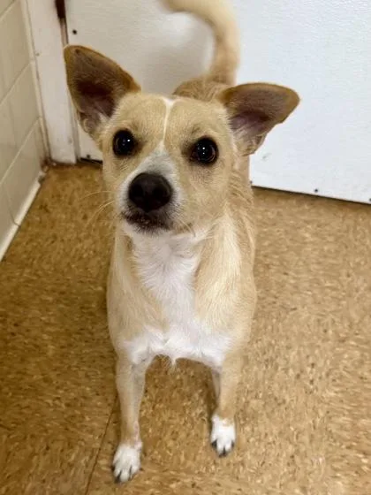 An adult small-sized male Terrier dog named Duke for adoption in San Antonio, TX