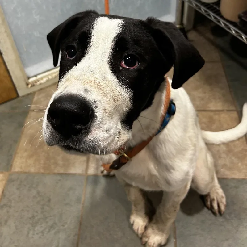 A baby medium-sized male White / Cream Mixed Breed dog named Radish for adoption in Chattanooga, TN