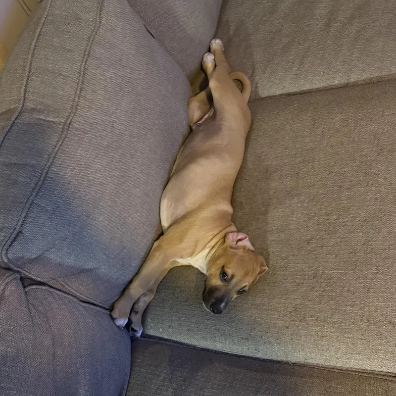 A young medium-sized male Boxer dog named Conley for adoption in Medford, NY